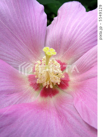 フヨウの花芯 5549129