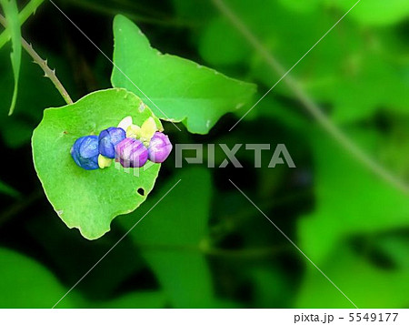 イシミカワの果実 5549177