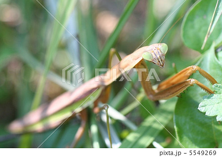 カマキリ 5549269