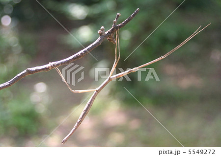 エダナナフシ 5549272