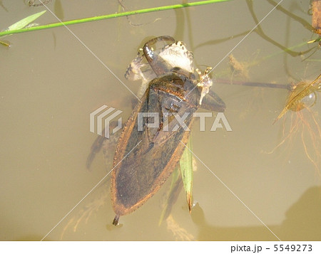 タガメ 5549273