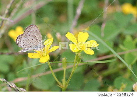 シジミチョウ 5549274