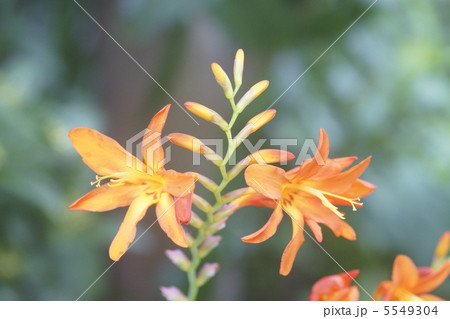 クロコスミア クロコスミア 5549304