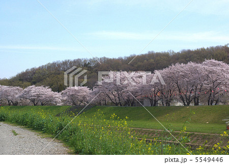 市野川堤防と桜並木 5549446
