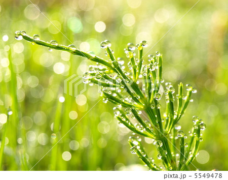 朝露輝く杉菜 朝露輝く杉菜 5549478