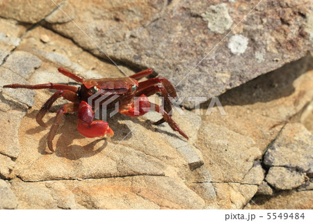 アカテガニ アカテガニ 5549484