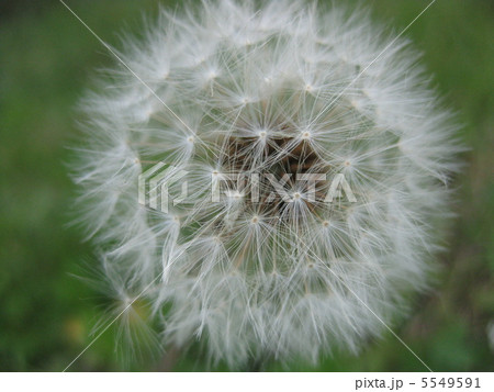 たんぽぽの綿毛 たんぽぽの綿毛 5549591