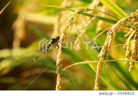 稲穂に止まったトンボ 5549822