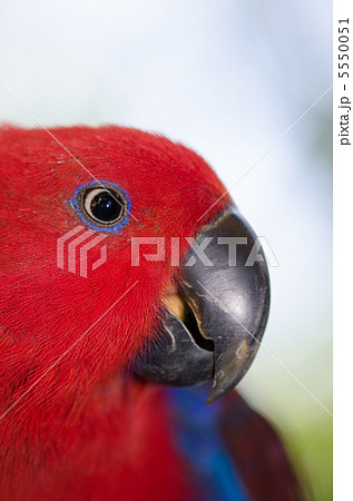 オオハナインコの顔 オオハナインコの顔 5550051