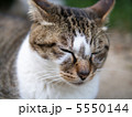 眠る猫 5550144