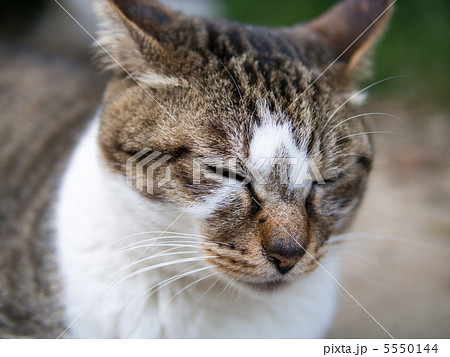 眠る猫 眠る猫 5550144