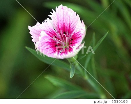 ダイアンサス（四季咲ナデシコ）　 5550196