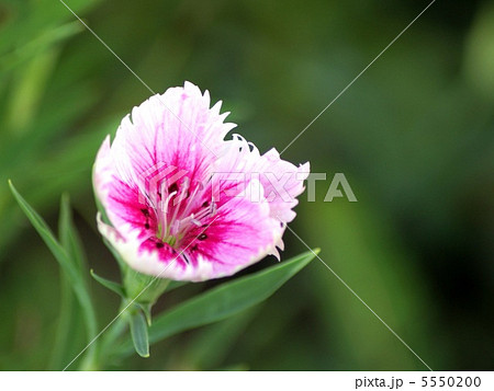 ダイアンサス（四季咲ナデシコ）　 5550200