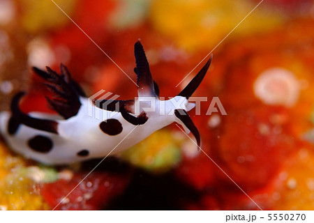 パンダツノウミウシ 5550270