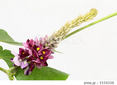 葛の花 葛の花 5550336