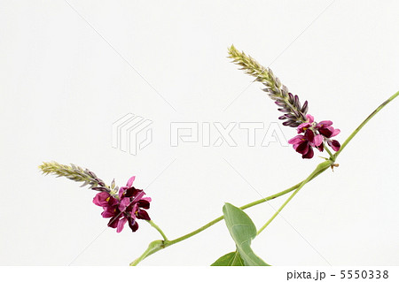 葛の花 葛の花 5550338