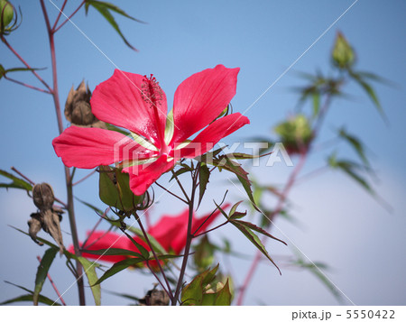 モミジアオイ 5550422