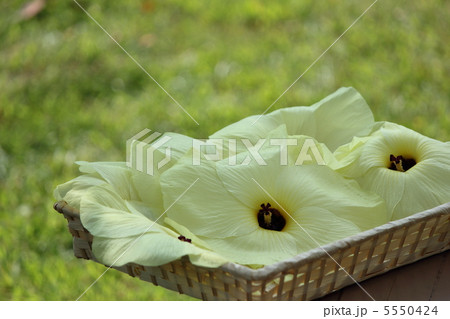 花オクラの収穫 5550424