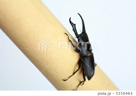 クワガタ 5550463