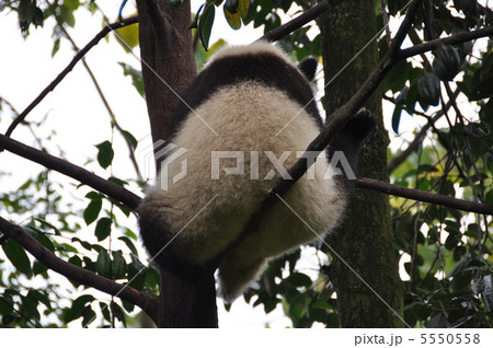 高い木の上で昼寝をする小パンダ 5550558