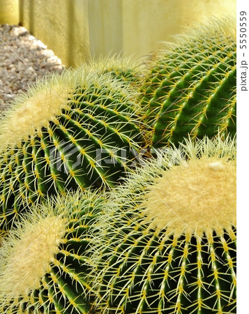 さぼてん さぼてん 5550559