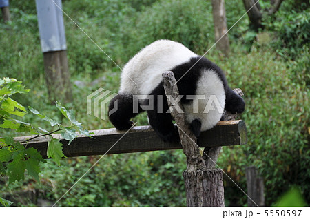 でんぐり返しをする小パンダ 5550597