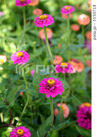 ジニア:百日草 ジニア:百日草 5550718