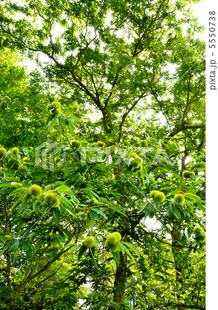 栗の木 5550738