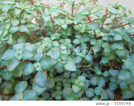 ピレア・グレウカグレイシー ピレア・グレウカグレイシー 5550749