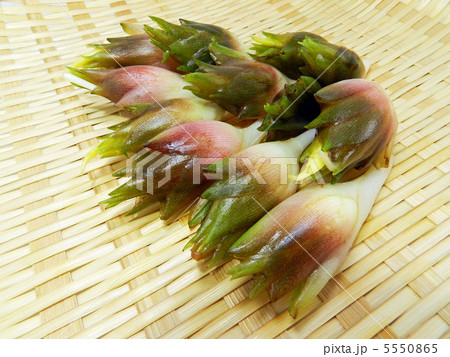 ミョウガ(茗荷) ミョウガ(茗荷) 5550865