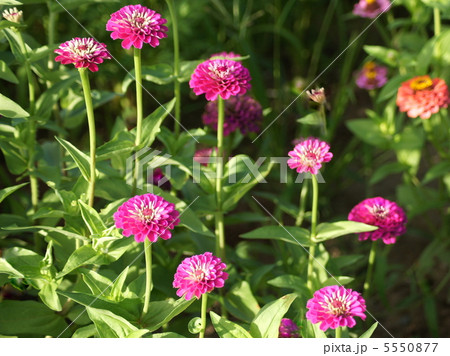 ジニア：百日草 5550877