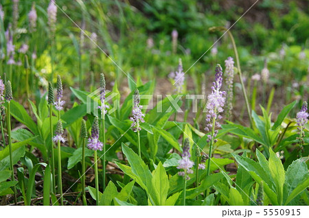 9月 ツルボ・ユリ科53 9月 ツルボ・ユリ科53 5550915