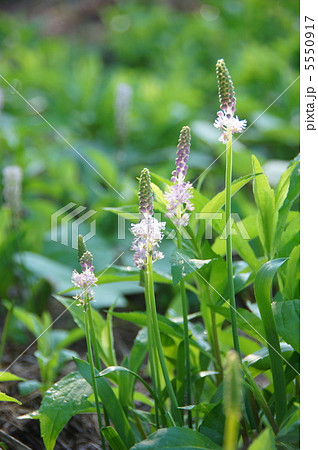 9月　ツルボ・ユリ科51 5550917