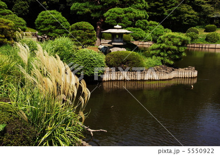 9月 ススキ・イネ科35 9月 ススキ・イネ科35 5550922