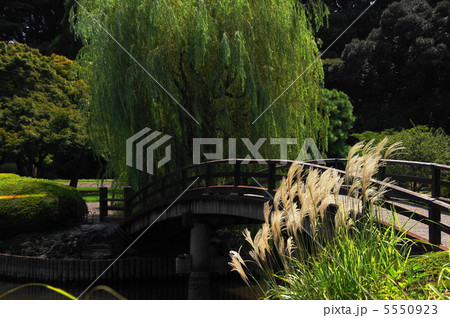 9月　ススキ・イネ科34 5550923