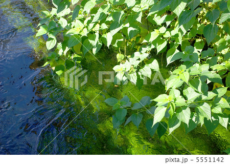 静岡県三島市　水上通り沿いの桜川の風景 5551142