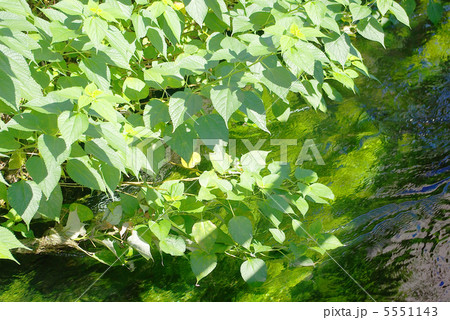 静岡県三島市　水上通り沿いの桜川の風景 5551143