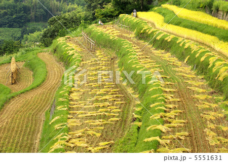 岡山 美咲町 大垪和西棚田 岡山 美咲町 大垪和西棚田 5551631