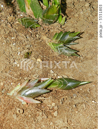 収穫前のミョウガ 収穫前のミョウガ 5551803