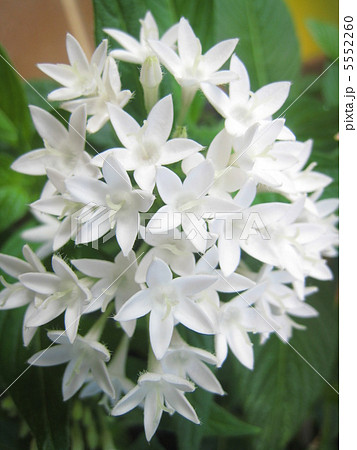 ペンタス(白) 5552260