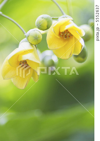 キレンゲショウマ キレンゲショウマ 5552637