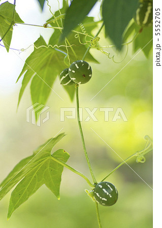 琉球スズメウリ 5552705