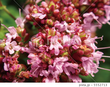 イブキジャコウソウ 5552713