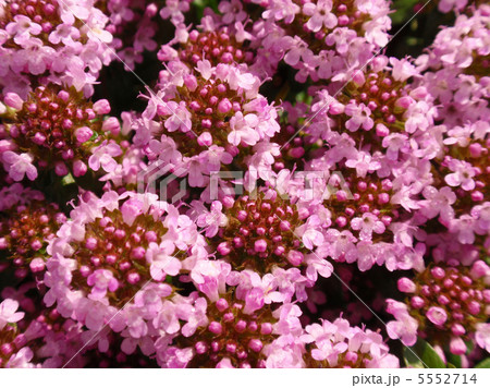 イブキジャコウソウ 5552714