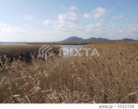 順天の葦原 5552736