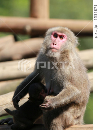 モンキー 5552871