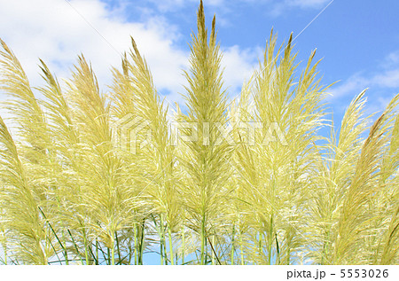 パンパスグラス 5553026