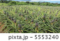 パイナップル畑 5553240