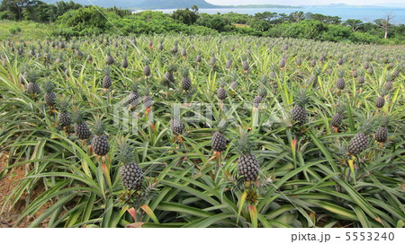 パイナップル畑 5553240