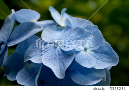 明月院の紫陽花 5553281